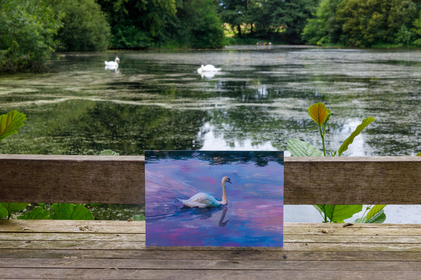 Swan Vista Print